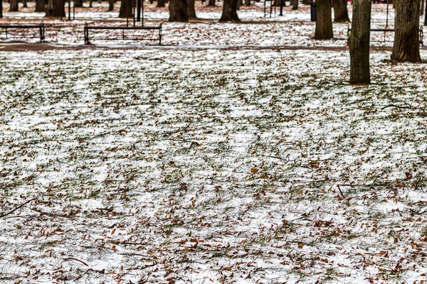 Primeira Neve Folhas Caídas Marrons Grama Verde Parque Final Outono — Fotografia de Stock