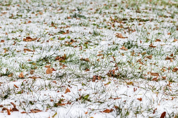 Primera Nieve Sobre Hojas Caídas Color Marrón Hierba Verde Parque —  Fotos de Stock