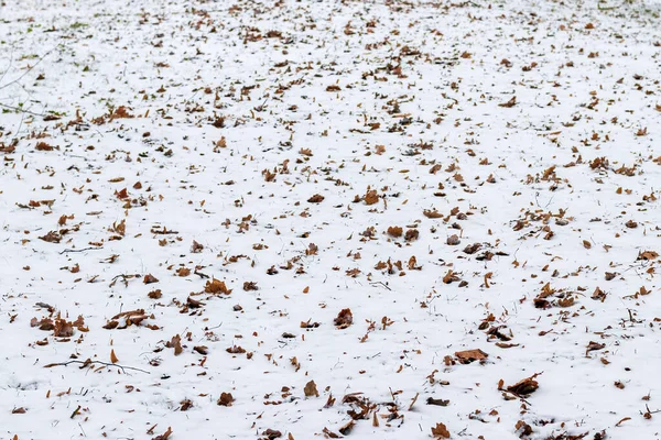 První Sníh Hnědém Spadaném Listí Zelená Tráva Parku Přelomu Podzimu — Stock fotografie