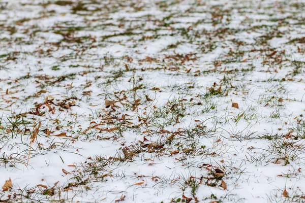 Primeira Neve Folhas Caídas Marrons Grama Verde Parque Final Outono — Fotografia de Stock