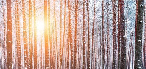 Travi Raggi Sole Che Strisciano Attraverso Tronchi Pino Una Pineta — Foto Stock