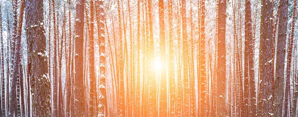 Sluneční Paprsky Projíždějící Borovicemi Zimním Borovicovém Lese Sněžení Při Východu — Stock fotografie