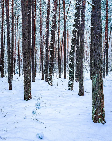 Schneefall Einem Kiefernwald Einem Bewölkten Wintertag Kiefernstämme Mit Festsitzendem Schnee — Stockfoto