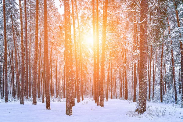 Promienie Słońca Przedzierające Się Przez Sosnowe Pnie Zimowym Lesie Sosnowym — Zdjęcie stockowe