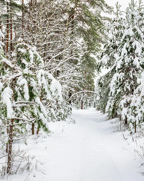 Πτώση Χιονιού Πευκοδάσος Μια Συννεφιασμένη Χειμωνιάτικη Μέρα Πάιν Κορμοί Καλυμμένοι — Φωτογραφία Αρχείου