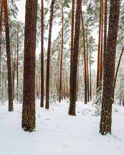 Снегопад Сосновом Лесу Зимний Облачный День Сосновые Стволы Покрыты Застрявшим — стоковое фото
