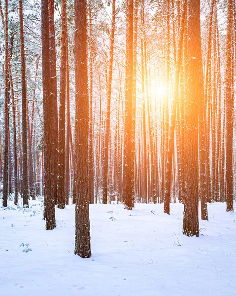Solstrålar Som Ränder Genom Tallstammar Vintertallskog Efter Ett Snöfall Vid — Stockfoto
