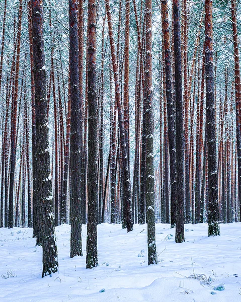 冬の曇りの日に松林の中の雪 雪に覆われた松の幹 — ストック写真