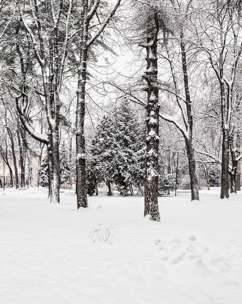 Winter Park Trees Cameoes Pavement Covered Snow Snowfall Afternoon — Fotografia de Stock