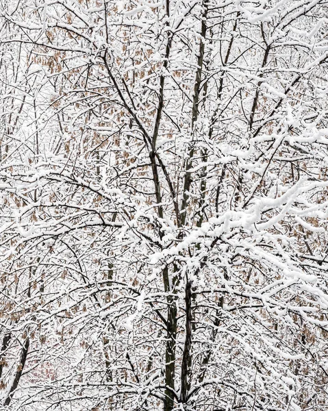 Winter Mit Schnee Bedeckte Birkenzweige Großaufnahme Winterwetter Und Schneefall Konzept — Stockfoto