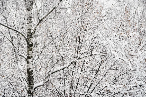 在冬季的特写中 白桦树枝头被雪覆盖着 冬季天气和降雪概念 — 图库照片