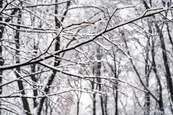 在冬季的特写中 树枝被雪覆盖 冬季天气和降雪概念 — 图库照片