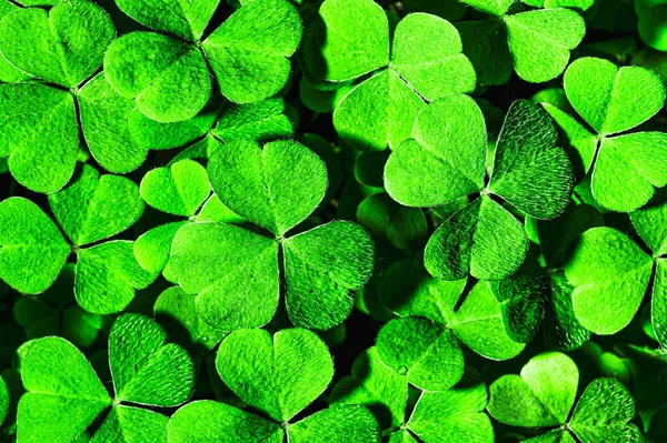 Fondo Con Hojas Trébol Verde Para Día San Patricio Fondo — Foto de Stock