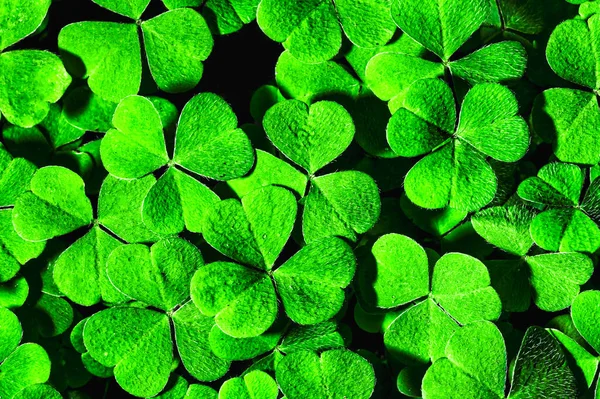 Fondo Con Hojas Trébol Verde Para Día San Patricio Fondo — Foto de Stock