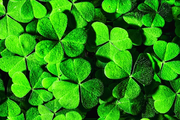 Fondo Con Hojas Trébol Verde Para Día San Patricio Fondo —  Fotos de Stock