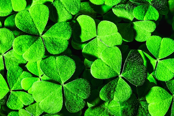 Fondo Con Hojas Trébol Verde Para Día San Patricio Fondo — Foto de Stock