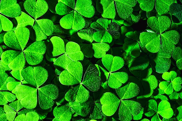 Arrière Plan Avec Feuilles Trèfle Vert Pour Saint Patrick Fond — Photo