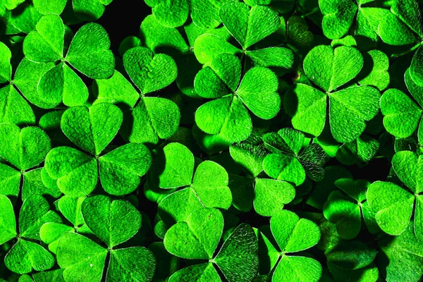 Arrière Plan Avec Feuilles Trèfle Vert Pour Saint Patrick Fond — Photo