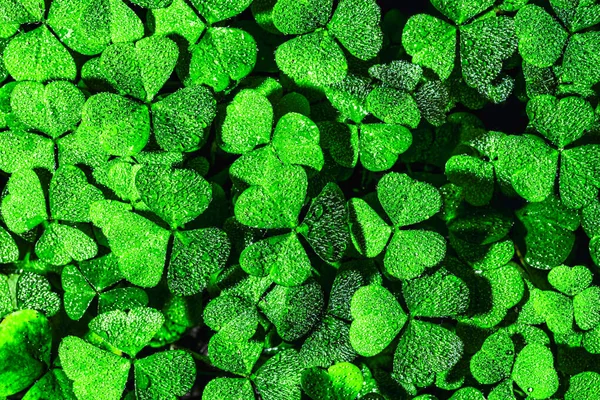 Fondo Con Hojas Trébol Verde Para Día San Patricio Fondo — Foto de Stock