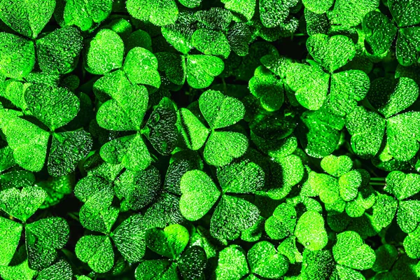 Fondo Con Hojas Trébol Verde Para Día San Patricio Fondo — Foto de Stock