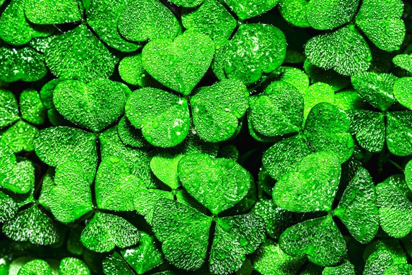 Fondo Con Hojas Trébol Verde Para Día San Patricio Fondo — Foto de Stock