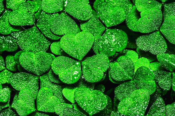 Fondo Con Hojas Trébol Verde Para Día San Patricio Fondo — Foto de Stock