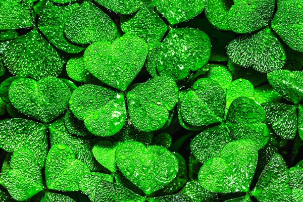 Fondo Con Hojas Trébol Verde Para Día San Patricio Fondo — Foto de Stock