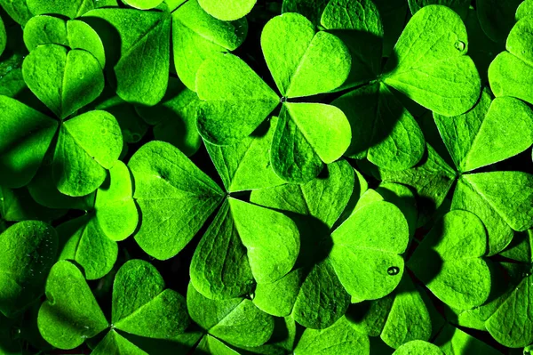 Fondo Con Hojas Trébol Verde Para Día San Patricio Fondo — Foto de Stock