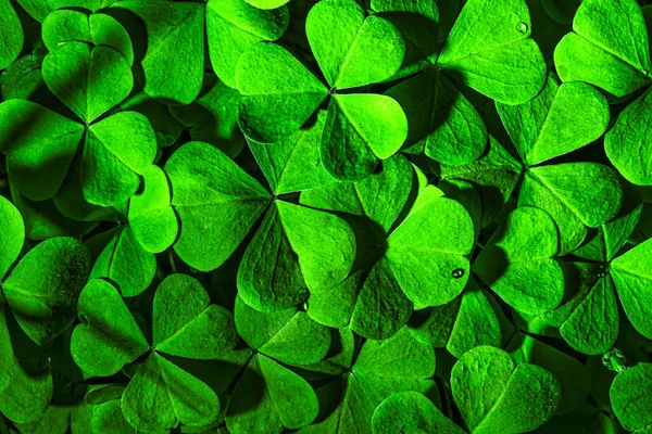 Fondo Con Hojas Trébol Verde Para Día San Patricio Fondo —  Fotos de Stock