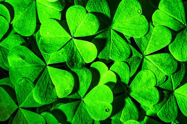 Achtergrond Met Groene Klaverbladeren Voor Saint Patrick Dag Abstract Decor — Stockfoto