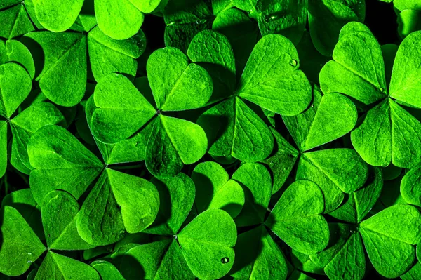 Fondo Con Hojas Trébol Verde Para Día San Patricio Fondo —  Fotos de Stock