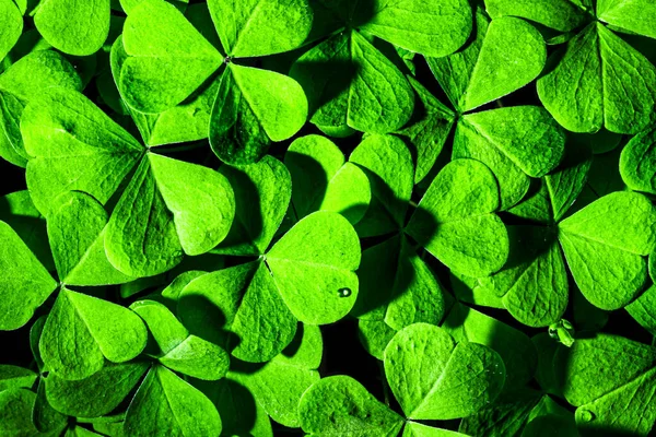 Fondo Con Hojas Trébol Verde Para Día San Patricio Fondo — Foto de Stock