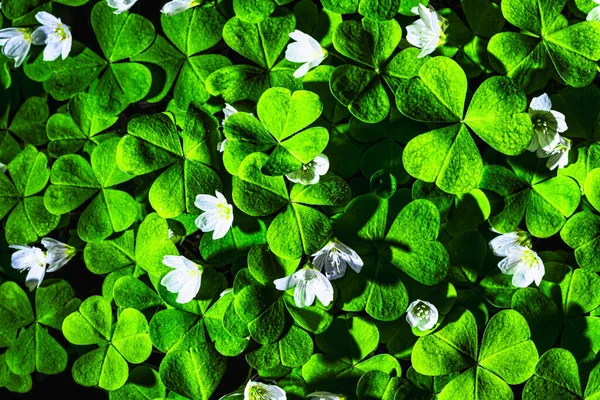패트릭의 클로버 잎으로 무늬를 뚜렷하게 드러냄 — 스톡 사진