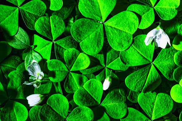 Bakgrund Med Gröna Klöverblad För Patricks Dag Abstrakt Bakgrund För — Stockfoto