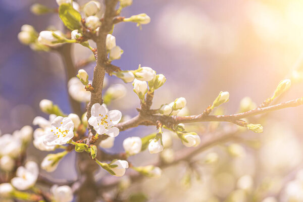Ветви сакуры с молодыми листьями, освещенными солнечным светом весной.