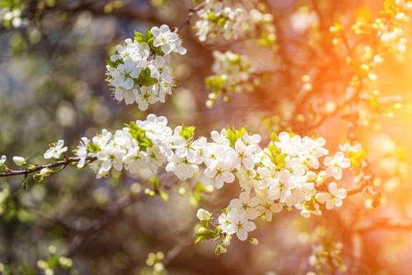 Cherry Blossom Branches Young Leaves Illuminated Sunlight Spring — Stock Photo, Image