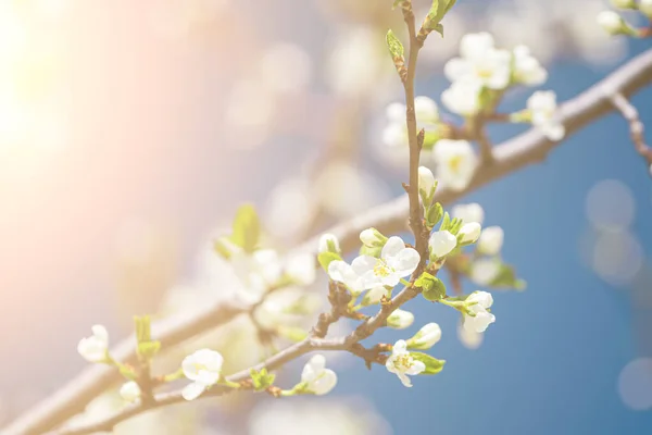 Cherry Blossom Branches Young Leaves Illuminated Sunlight Spring — Stock Photo, Image