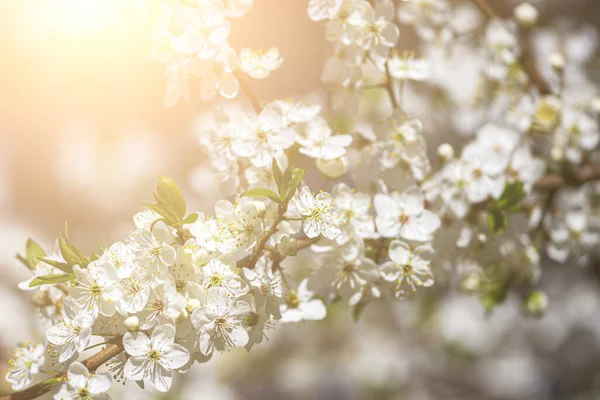 Ramas Flores Cerezo Con Hojas Jóvenes Iluminadas Por Luz Del — Foto de Stock