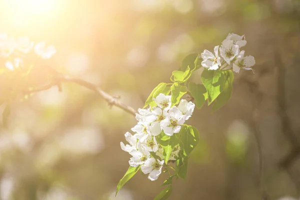Apple Blossom Branches Young Leaves Illuminated Sunlight Spring — Stock Photo, Image