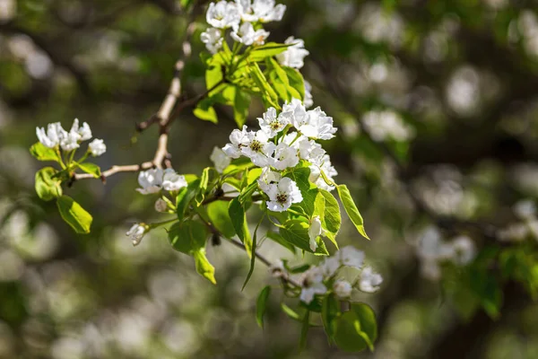 Ramas Flor Manzana Con Hojas Jóvenes Iluminadas Por Luz Del —  Fotos de Stock