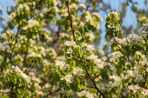 Ramas Flor Manzana Con Hojas Jóvenes Iluminadas Por Luz Del —  Fotos de Stock