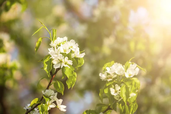 Apple Blossom Branches Young Leaves Illuminated Sunlight Spring — Stock Photo, Image