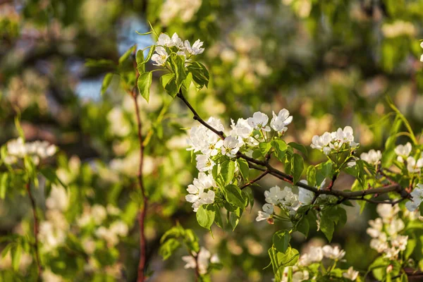 Wiosną Gałęzie Kwiatu Jabłoni Młodymi Liśćmi Oświetlonymi Światłem Słonecznym — Zdjęcie stockowe