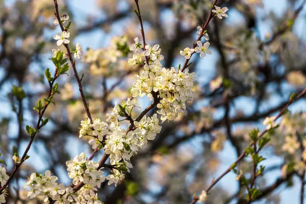 Ramos Flor Cerejeira Com Folhas Jovens Iluminadas Pela Luz Solar — Fotografia de Stock