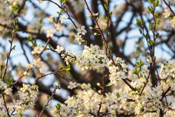 Ramos Flor Cerejeira Com Folhas Jovens Iluminadas Pela Luz Solar — Fotografia de Stock