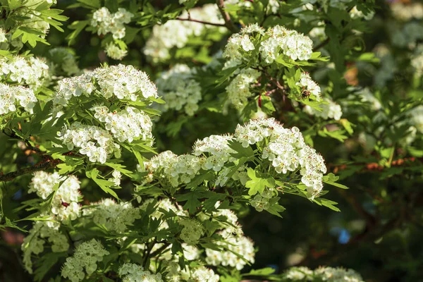 春に太陽の光に照らされた若い葉を持つホーソンの花の枝 — ストック写真