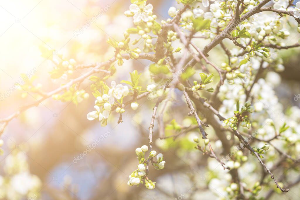 Apple blossom branches with young leaves illuminated by sunlight in spring.