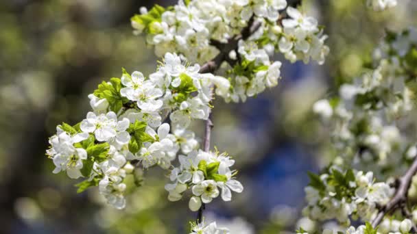 Körsbärsblommor grenar belysta av solljus på våren. Slow motion 4k video. — Stockvideo