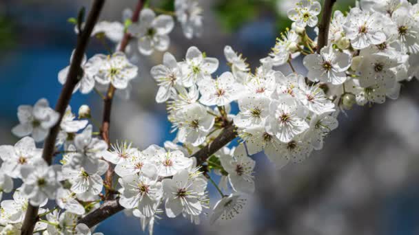 Kirschblütenzweige, die im Frühling vom Sonnenlicht erhellt werden. Zeitlupe 4k-Video. — Stockvideo