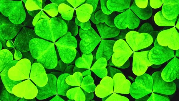 Achtergrond met klaver voor Saint Patricks dag. 4K motion video met een shamrock. — Stockvideo